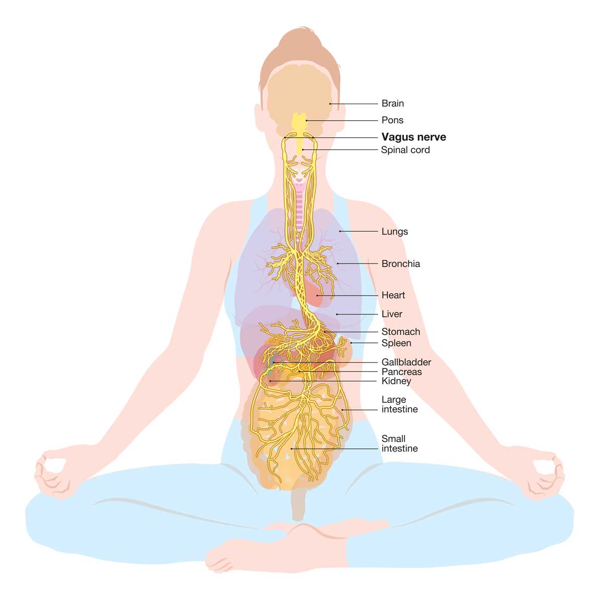 Acupuncture and The Vagus Nerve — Morningside Acupuncture NYC