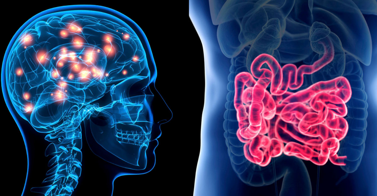 Gut-Brain-Vagus nerve Connection