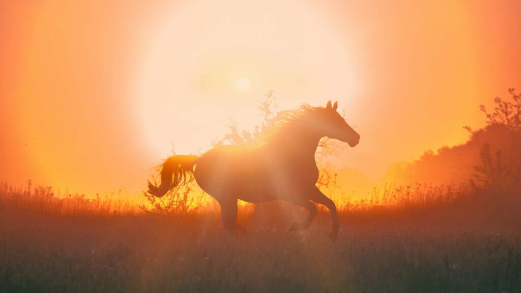 What the Year of the Fire Horse Means for Your Health